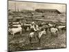 Cowboy Herding Cattle in the Railroad Stockyards at Kansas City Missouri 1890-null-Mounted Giclee Print