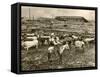 Cowboy Herding Cattle in the Railroad Stockyards at Kansas City Missouri 1890-null-Framed Stretched Canvas