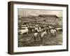 Cowboy Herding Cattle in the Railroad Stockyards at Kansas City Missouri 1890-null-Framed Giclee Print