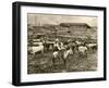 Cowboy Herding Cattle in the Railroad Stockyards at Kansas City Missouri 1890-null-Framed Giclee Print