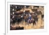 Cowboy Herding Cattle in the Sierras of California Near Bridgeport-John Alves-Framed Photographic Print