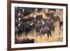 Cowboy Herding Cattle in the Sierras of California Near Bridgeport-John Alves-Framed Photographic Print