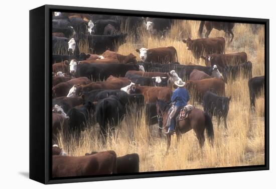 Cowboy Herding Cattle in the Sierras of California Near Bridgeport-John Alves-Framed Stretched Canvas