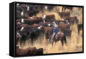 Cowboy Herding Cattle in the Sierras of California Near Bridgeport-John Alves-Framed Stretched Canvas