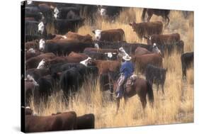 Cowboy Herding Cattle in the Sierras of California Near Bridgeport-John Alves-Stretched Canvas