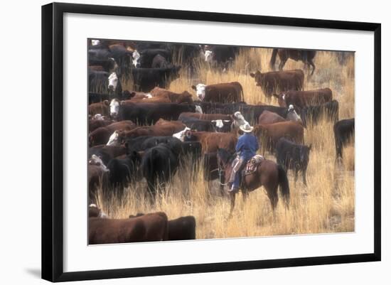 Cowboy Herding Cattle in the Sierras of California Near Bridgeport-John Alves-Framed Photographic Print