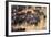 Cowboy Herding Cattle in the Sierras of California Near Bridgeport-John Alves-Framed Photographic Print