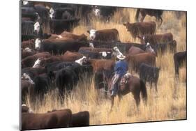 Cowboy Herding Cattle in the Sierras of California Near Bridgeport-John Alves-Mounted Photographic Print