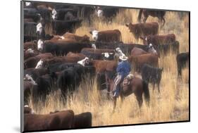 Cowboy Herding Cattle in the Sierras of California Near Bridgeport-John Alves-Mounted Photographic Print