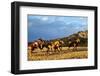 Cowboy Herding Horses-Terry Eggers-Framed Photographic Print