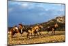 Cowboy Herding Horses-Terry Eggers-Mounted Photographic Print