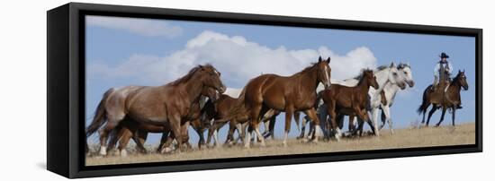 Cowboy Herding Quarter Horse Mares and Foals, Flitner Ranch, Shell, Wyoming, USA-Carol Walker-Framed Stretched Canvas