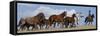 Cowboy Herding Quarter Horse Mares and Foals, Flitner Ranch, Shell, Wyoming, USA-Carol Walker-Framed Stretched Canvas