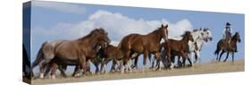 Cowboy Herding Quarter Horse Mares and Foals, Flitner Ranch, Shell, Wyoming, USA-Carol Walker-Stretched Canvas