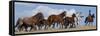 Cowboy Herding Quarter Horse Mares and Foals, Flitner Ranch, Shell, Wyoming, USA-Carol Walker-Framed Stretched Canvas