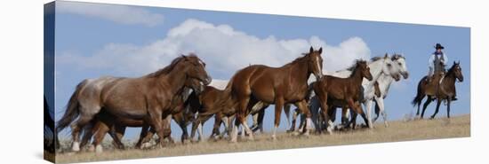 Cowboy Herding Quarter Horse Mares and Foals, Flitner Ranch, Shell, Wyoming, USA-Carol Walker-Stretched Canvas
