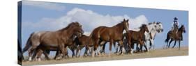 Cowboy Herding Quarter Horse Mares and Foals, Flitner Ranch, Shell, Wyoming, USA-Carol Walker-Stretched Canvas