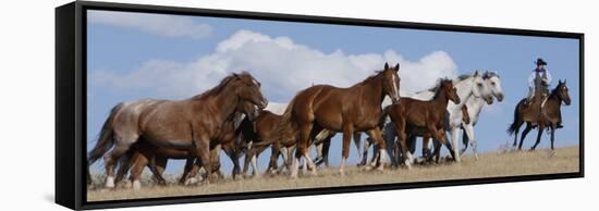 Cowboy Herding Quarter Horse Mares and Foals, Flitner Ranch, Shell, Wyoming, USA-Carol Walker-Framed Stretched Canvas