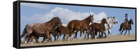 Cowboy Herding Quarter Horse Mares and Foals, Flitner Ranch, Shell, Wyoming, USA-Carol Walker-Framed Stretched Canvas