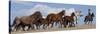 Cowboy Herding Quarter Horse Mares and Foals, Flitner Ranch, Shell, Wyoming, USA-Carol Walker-Stretched Canvas