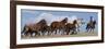 Cowboy Herding Quarter Horse Mares and Foals, Flitner Ranch, Shell, Wyoming, USA-Carol Walker-Framed Photographic Print