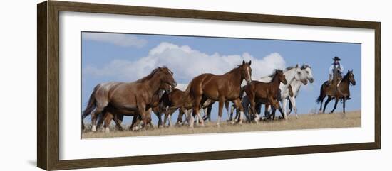 Cowboy Herding Quarter Horse Mares and Foals, Flitner Ranch, Shell, Wyoming, USA-Carol Walker-Framed Photographic Print