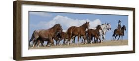 Cowboy Herding Quarter Horse Mares and Foals, Flitner Ranch, Shell, Wyoming, USA-Carol Walker-Framed Photographic Print