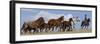 Cowboy Herding Quarter Horse Mares and Foals, Flitner Ranch, Shell, Wyoming, USA-Carol Walker-Framed Photographic Print