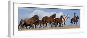 Cowboy Herding Quarter Horse Mares and Foals, Flitner Ranch, Shell, Wyoming, USA-Carol Walker-Framed Photographic Print