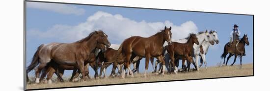 Cowboy Herding Quarter Horse Mares and Foals, Flitner Ranch, Shell, Wyoming, USA-Carol Walker-Mounted Photographic Print