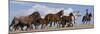 Cowboy Herding Quarter Horse Mares and Foals, Flitner Ranch, Shell, Wyoming, USA-Carol Walker-Mounted Photographic Print