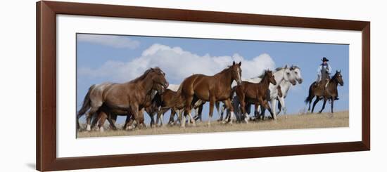 Cowboy Herding Quarter Horse Mares and Foals, Flitner Ranch, Shell, Wyoming, USA-Carol Walker-Framed Photographic Print