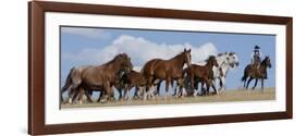 Cowboy Herding Quarter Horse Mares and Foals, Flitner Ranch, Shell, Wyoming, USA-Carol Walker-Framed Photographic Print