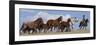 Cowboy Herding Quarter Horse Mares and Foals, Flitner Ranch, Shell, Wyoming, USA-Carol Walker-Framed Photographic Print