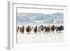 Cowboy Horse Drive, Hideout Ranch, Shell, Wyoming-Darrell Gulin-Framed Art Print