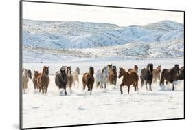 Cowboy Horse Drive, Hideout Ranch, Shell, Wyoming-Darrell Gulin-Mounted Art Print