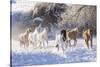 Cowboy horse drive on Hideout Ranch, Shell, Wyoming. Herd of horses running in snow.-Darrell Gulin-Stretched Canvas