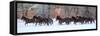 Cowboy horse drive on Hideout Ranch, Shell, Wyoming. Herd of horses running in snow.-Darrell Gulin-Framed Stretched Canvas