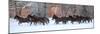 Cowboy horse drive on Hideout Ranch, Shell, Wyoming. Herd of horses running in snow.-Darrell Gulin-Mounted Photographic Print