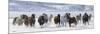 Cowboy horse drive on Hideout Ranch, Shell, Wyoming. Herd of horses running in snow.-Darrell Gulin-Mounted Photographic Print