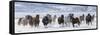 Cowboy horse drive on Hideout Ranch, Shell, Wyoming. Herd of horses running in snow.-Darrell Gulin-Framed Stretched Canvas