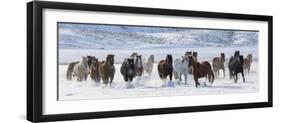 Cowboy horse drive on Hideout Ranch, Shell, Wyoming. Herd of horses running in snow.-Darrell Gulin-Framed Photographic Print