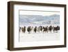 Cowboy horse drive on Hideout Ranch, Shell, Wyoming. Herd of horses running in snow.-Darrell Gulin-Framed Photographic Print