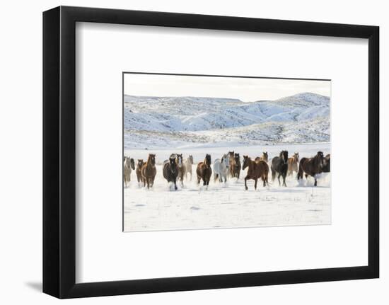 Cowboy horse drive on Hideout Ranch, Shell, Wyoming. Herd of horses running in snow.-Darrell Gulin-Framed Photographic Print