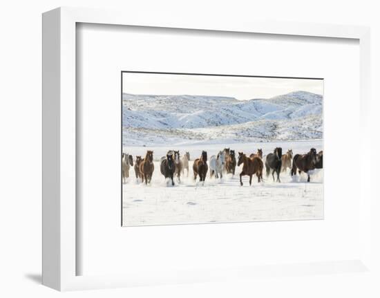 Cowboy horse drive on Hideout Ranch, Shell, Wyoming. Herd of horses running in snow.-Darrell Gulin-Framed Photographic Print