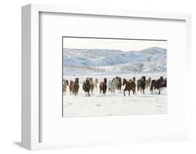 Cowboy horse drive on Hideout Ranch, Shell, Wyoming. Herd of horses running in snow.-Darrell Gulin-Framed Photographic Print