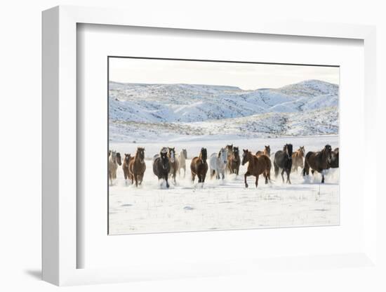 Cowboy horse drive on Hideout Ranch, Shell, Wyoming. Herd of horses running in snow.-Darrell Gulin-Framed Photographic Print