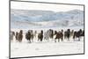 Cowboy horse drive on Hideout Ranch, Shell, Wyoming. Herd of horses running in snow.-Darrell Gulin-Mounted Photographic Print