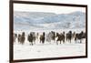 Cowboy horse drive on Hideout Ranch, Shell, Wyoming. Herd of horses running in snow.-Darrell Gulin-Framed Photographic Print