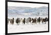 Cowboy horse drive on Hideout Ranch, Shell, Wyoming. Herd of horses running in snow.-Darrell Gulin-Framed Photographic Print